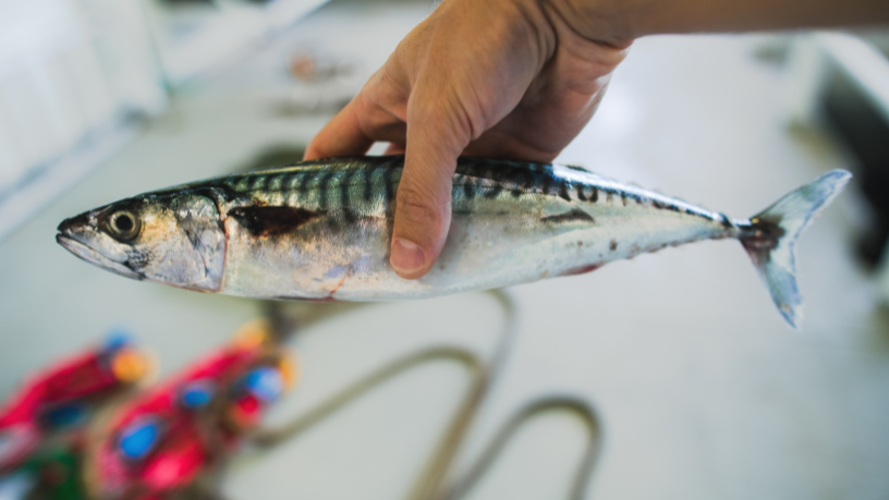 Consciência e respeito — Joel Alves alerta que a preservação na piracema é o primeiro passo para garantir pesca no futuro.